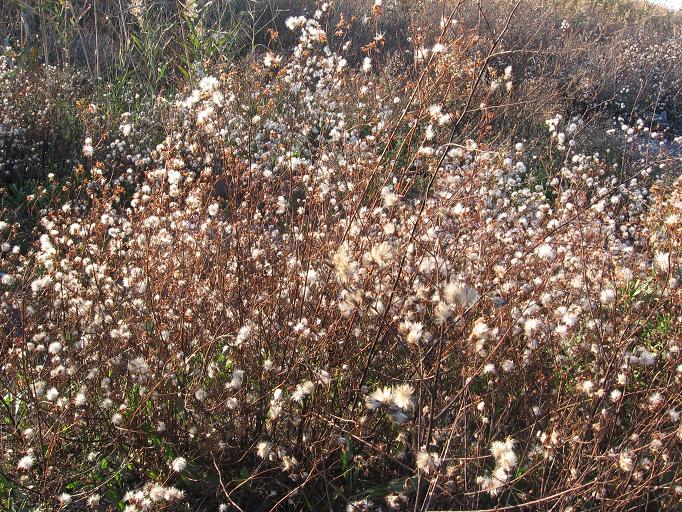 da determinare golfo Follonica 2 - Aster cfr. tripolium